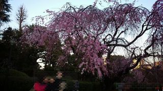 IMG_20150328_174838小さめ.jpg