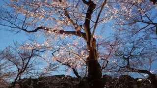 IMG_20150328_181742小さめ.jpg