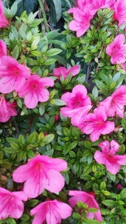 IMG_20150530_145832 - コピー.jpg